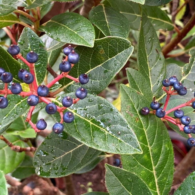 tuinadvies voor een natuurlijke en duurzame tuin