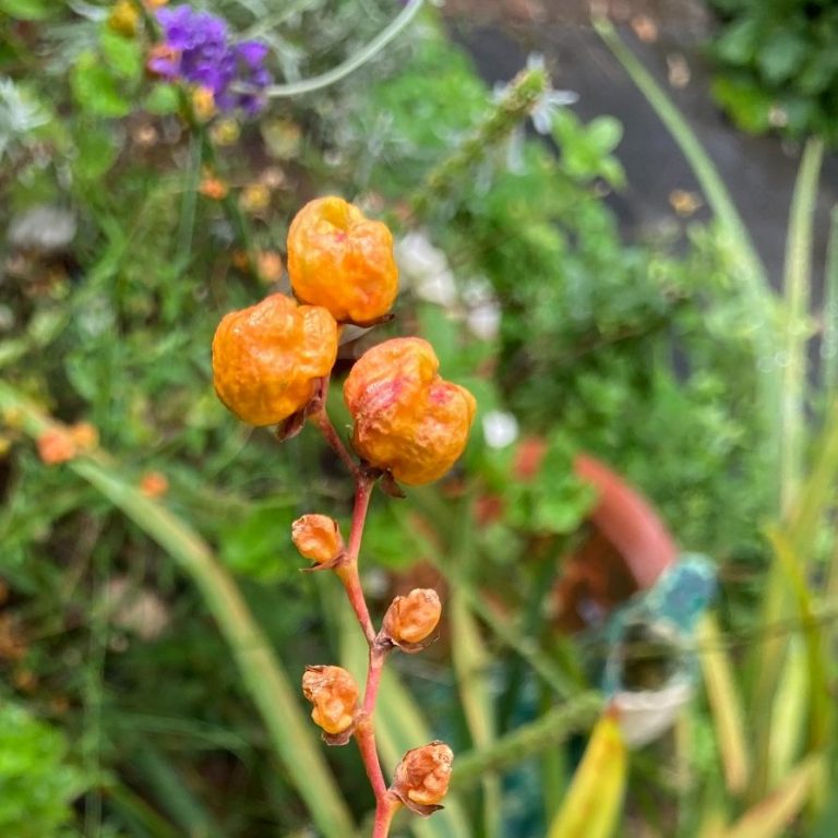 natuurlijk tuinonderhoud voor een gezonde en levende tuin