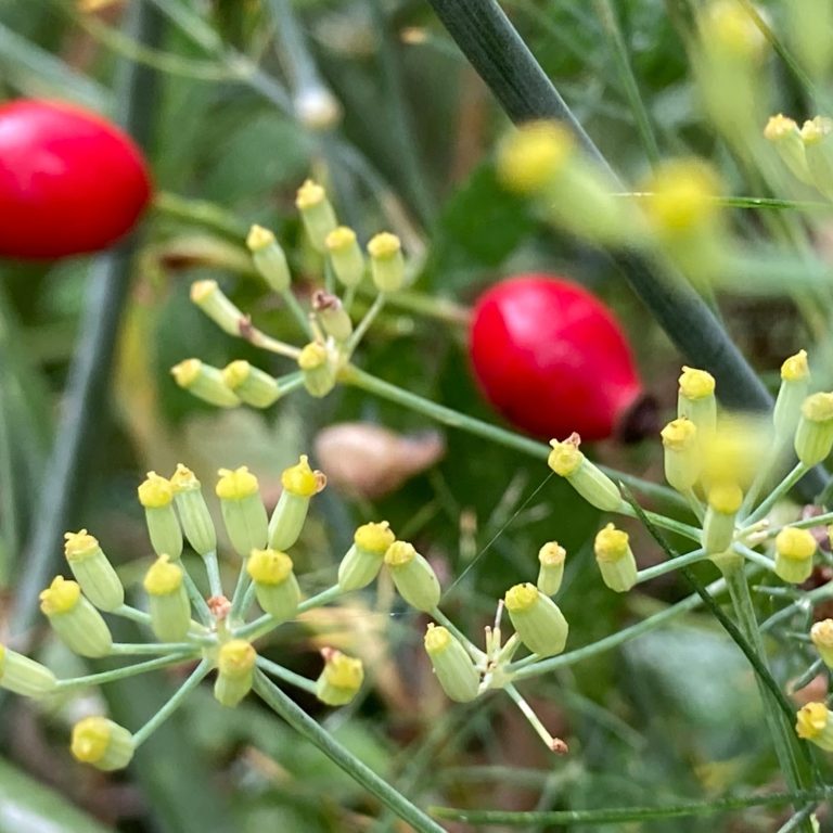 natuurlijk tuinontwerp Zeeland met oog voor biodiversiteit